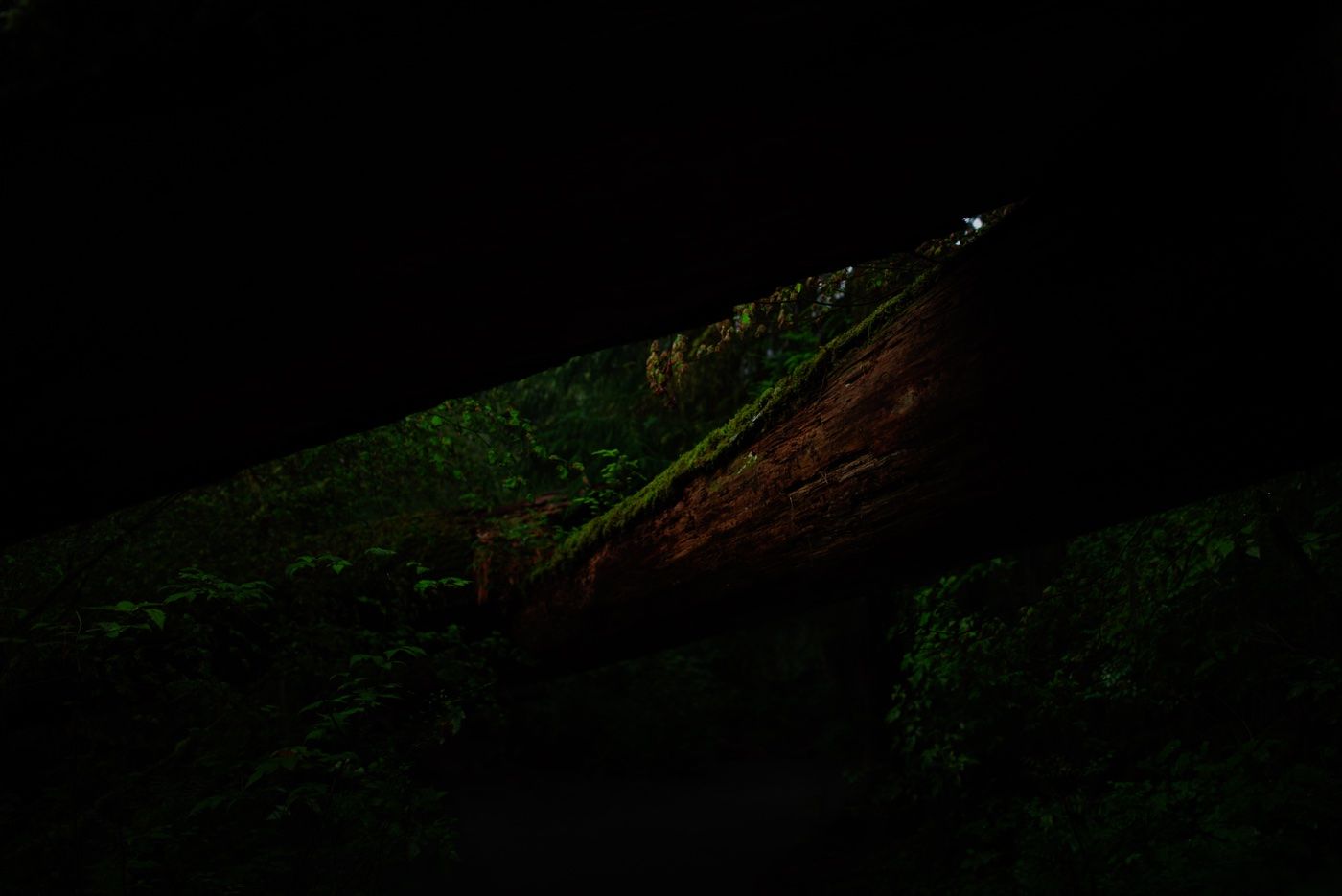 A fallen, moss-covered log over a forest trail, rendered by Orion at seven exposures.